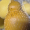 Matured Smoked Scamorzone - Image 2
